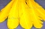 Декоративный Пучок из перьев, перо 23см/желтый - купить в Муроме. Цена: 12.19 руб.